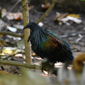Nicobar Pigeon