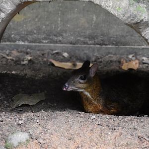Lesser Mousedeer
