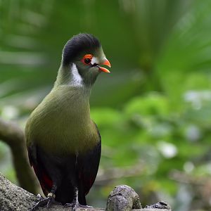 White Cheeked Turaco