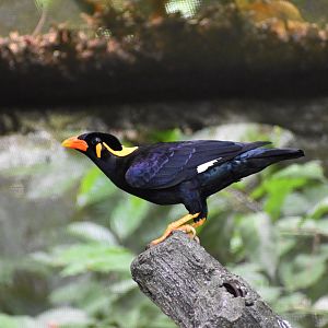 Common Hill Myna