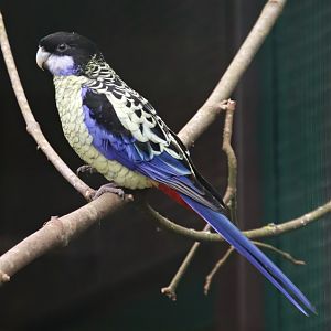 Northern rosella (Platycercus venustus)