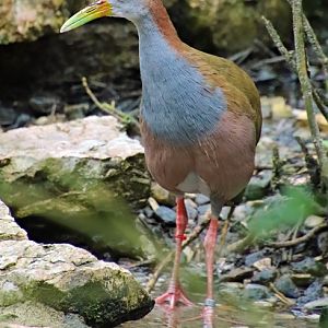 Giant wood rail (Aramides ypecaha)