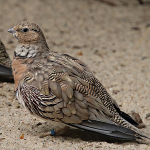 Pin-tailed sandgrouse (Pterocles alchata caudacutus)