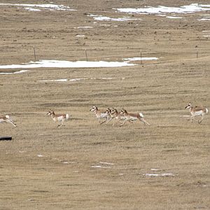 Pronghorn - Montana