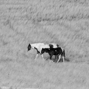 Sea of Grass - Montana