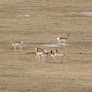 Pronghorn - Montana