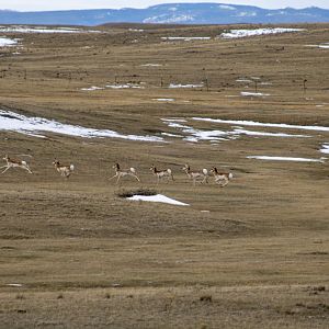 Pronghorn - Montana
