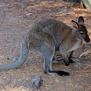 Bennett's Wallabyb
