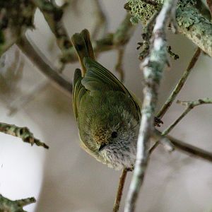 Brown Thornbill