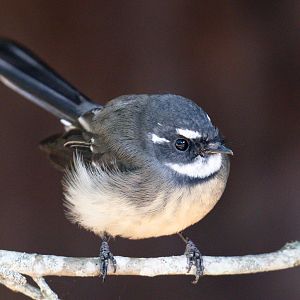 Grey Fantail