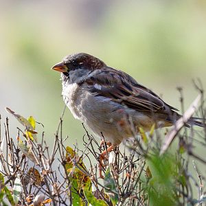 House Sparrow