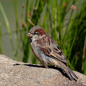 House Sparrow