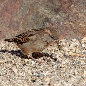 House Sparrow