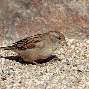 House Sparrow