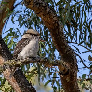 Kookaburra