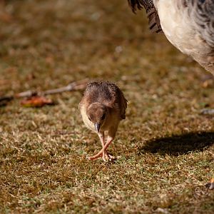 Peachick