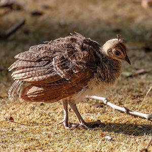 Peachick