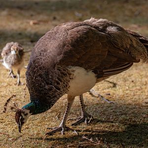 Peahen