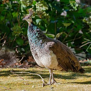 Peahen