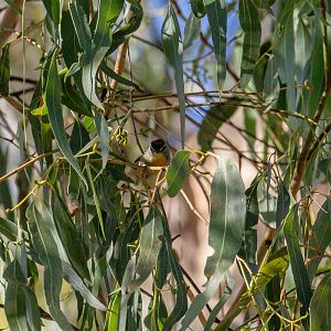 Spotted Pardalote