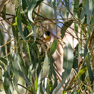 Spotted Pardalote