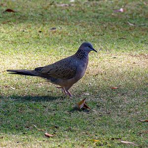 Spotted Dove