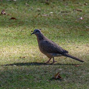 Spotted Dove