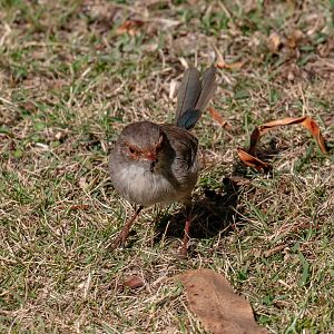 Superb Blue Wren female