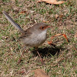 Superb Blue Wren female