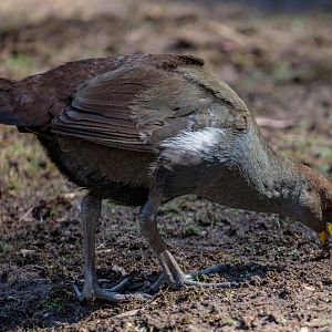 Tasmanian Native Hen