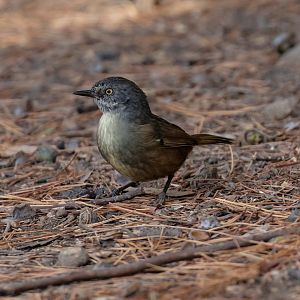 Tasmanian Scrubwren