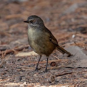 Tasmanian Scrubwren