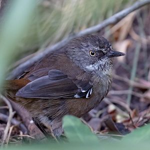 Tasmanian Scrubwren