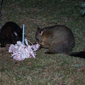 Brushtail Possums