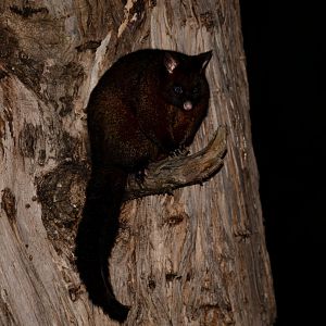 Brushtail Possum