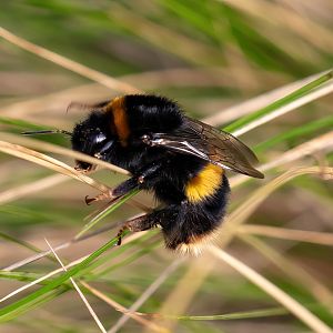 Large Earth Bumblebee