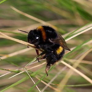 Large Earth Bumblebee
