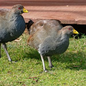 Tasmanian Native Hens