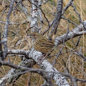 Striated Fieldwren