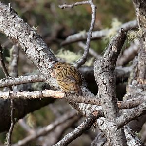 Striated Fieldwren