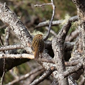 Striated Fieldwren