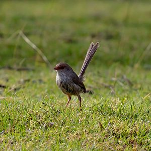 Superb Blue Wren female