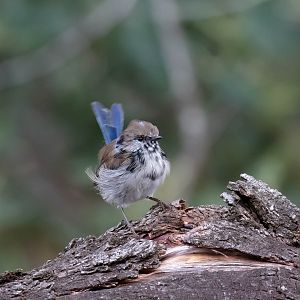 Superb Blue Wren male in eclipse