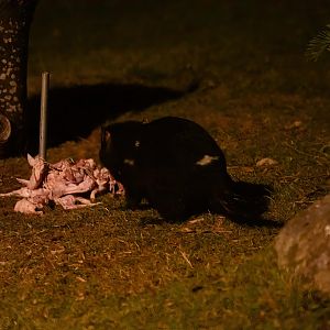 Tasmanian Devil