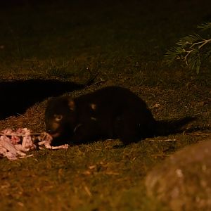 Tasmanian Devil