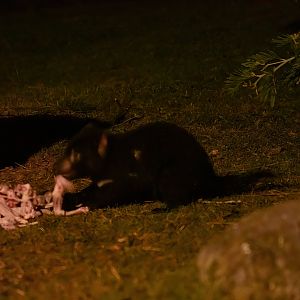 Tasmanian Devil