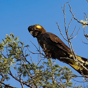 Yellow-tailed Black Cockatoo