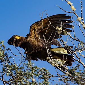 Yellow-tailed Black Cockatoo
