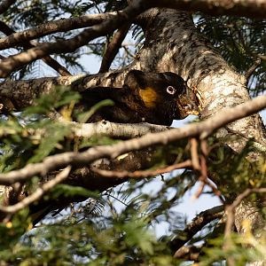 Yellow-tailed Black Cockatoo