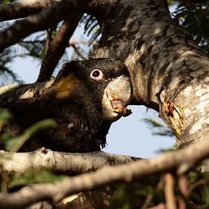 Yellow-tailed Black Cockatoo